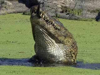 安徽居民家中的鳄鱼神秘之旅，冷血杀手闯入记