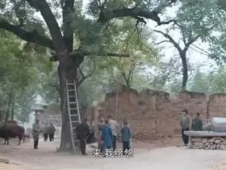 白鹿原网红树秃头之谜，网络热潮下的自然悲剧